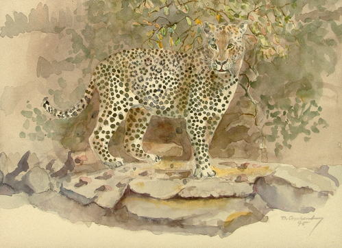 Bild Leopard von Uli Aschenborn